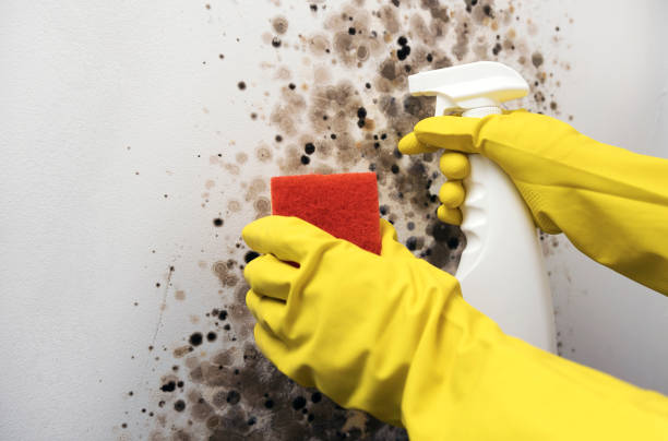 Mold Testing and Removal in Presidential Lakes Estates, NJ